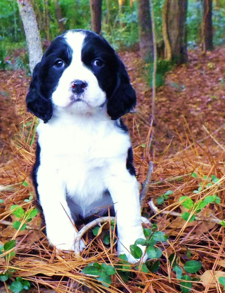 Русский охотничий спаниель золотистый щенок