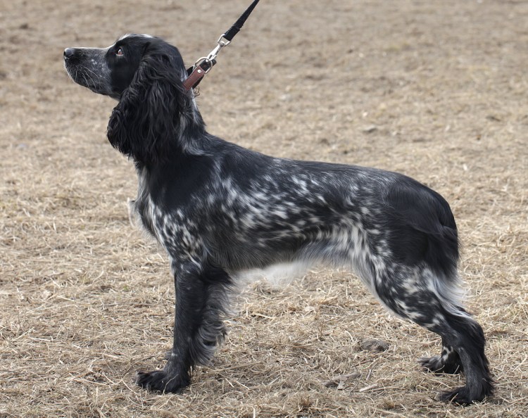 Кокер спаниель 2 месяца гладкошерстный