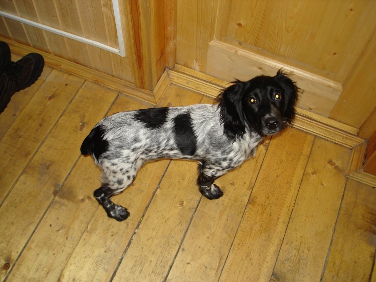 Кокер спаниель гладкошерстный черный