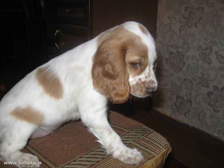 Английский кокер спаниель короткошерстный