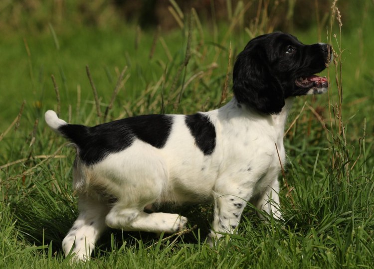 Русский спаниель короткошерстный