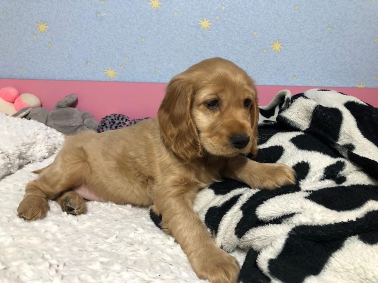 Американский кокер спаниель гладкошерстный