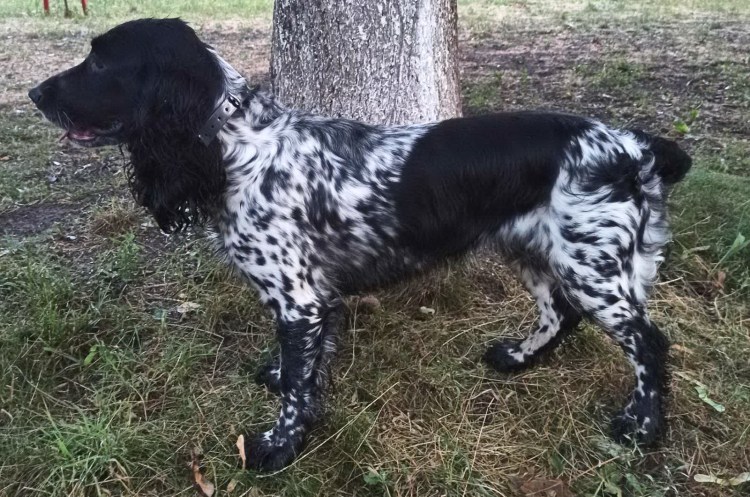 Спаниель гладкошерстный черный