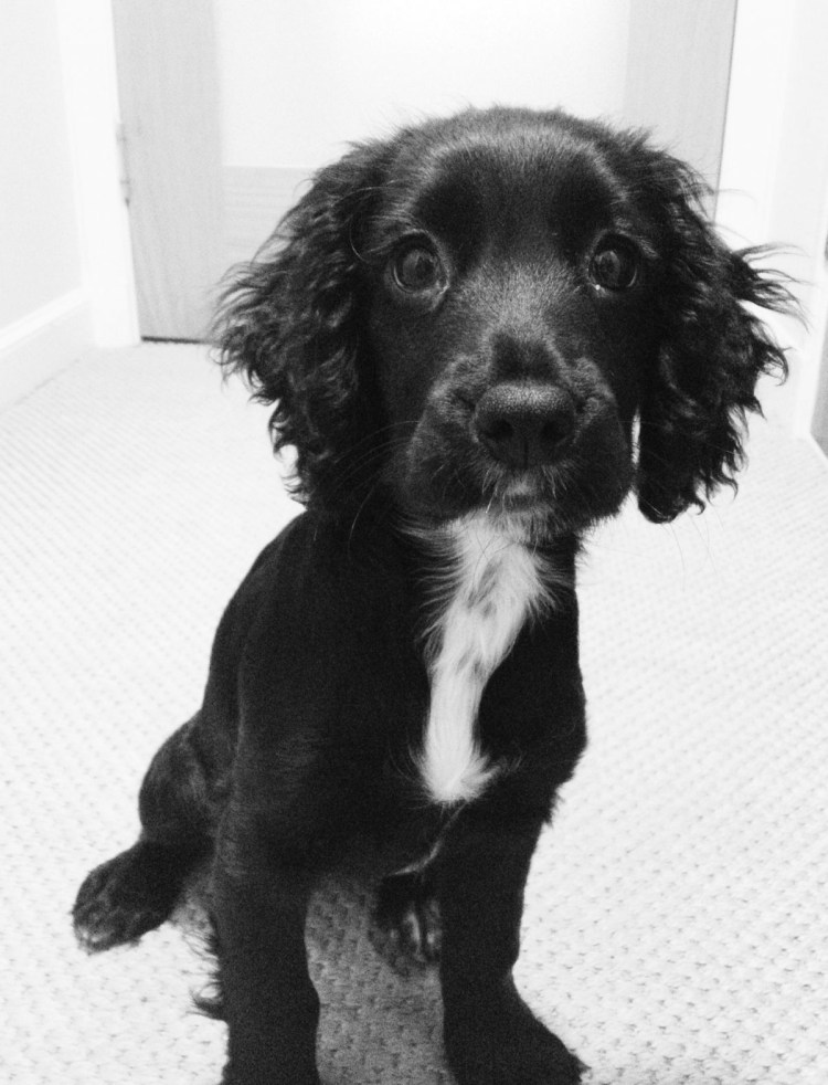 Ирландский кокер спаниель