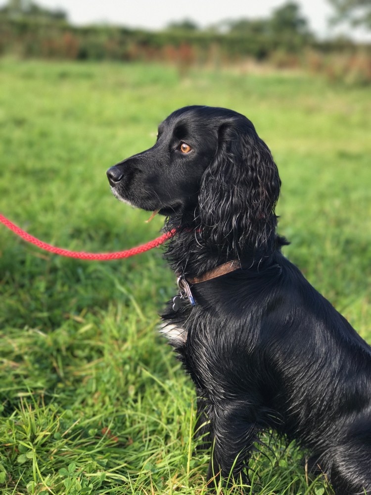 Кокер спаниель гладкошерстный