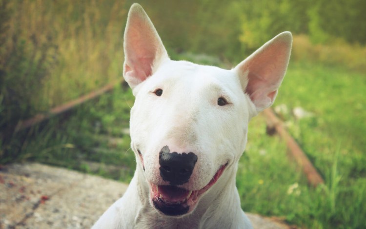 Бультерьер щенок