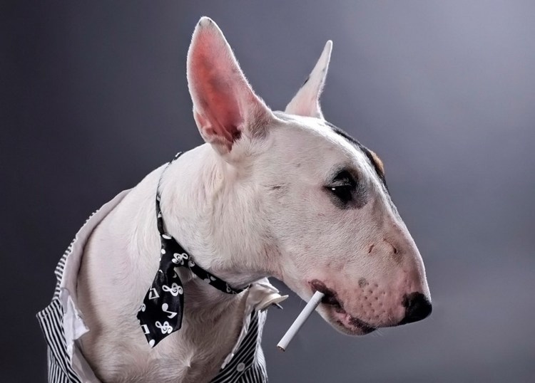 Бультерьер собака белая