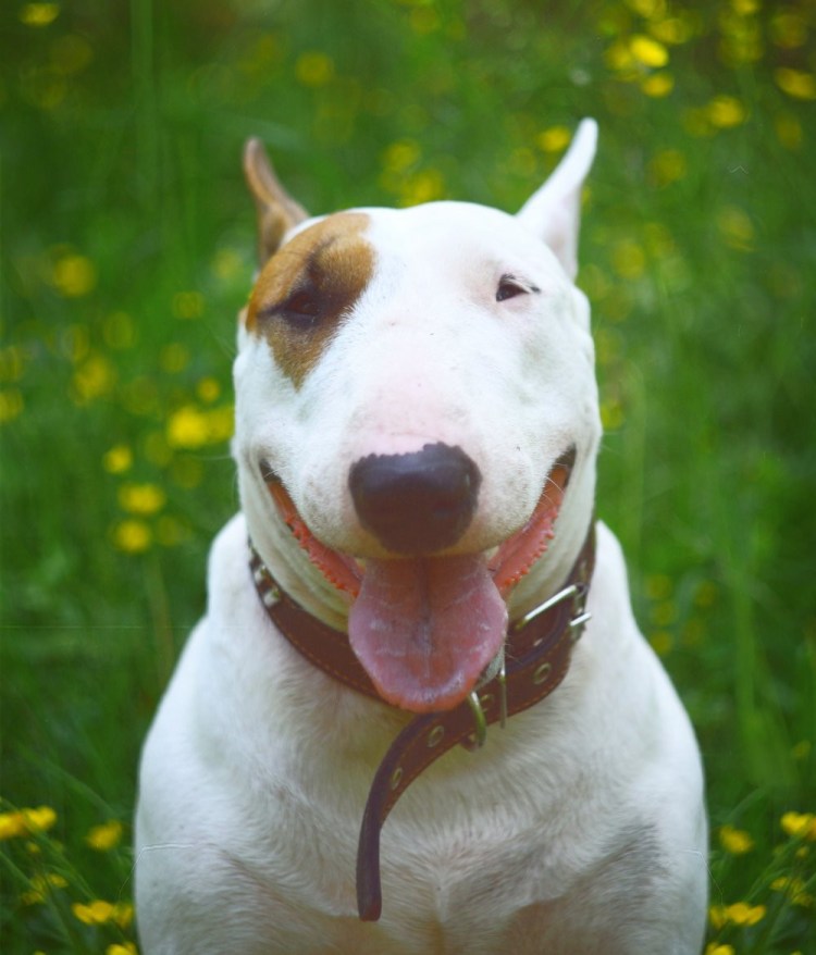 Собака похожая на свинью порода