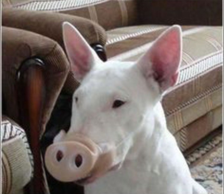 Американский бульдог лысый