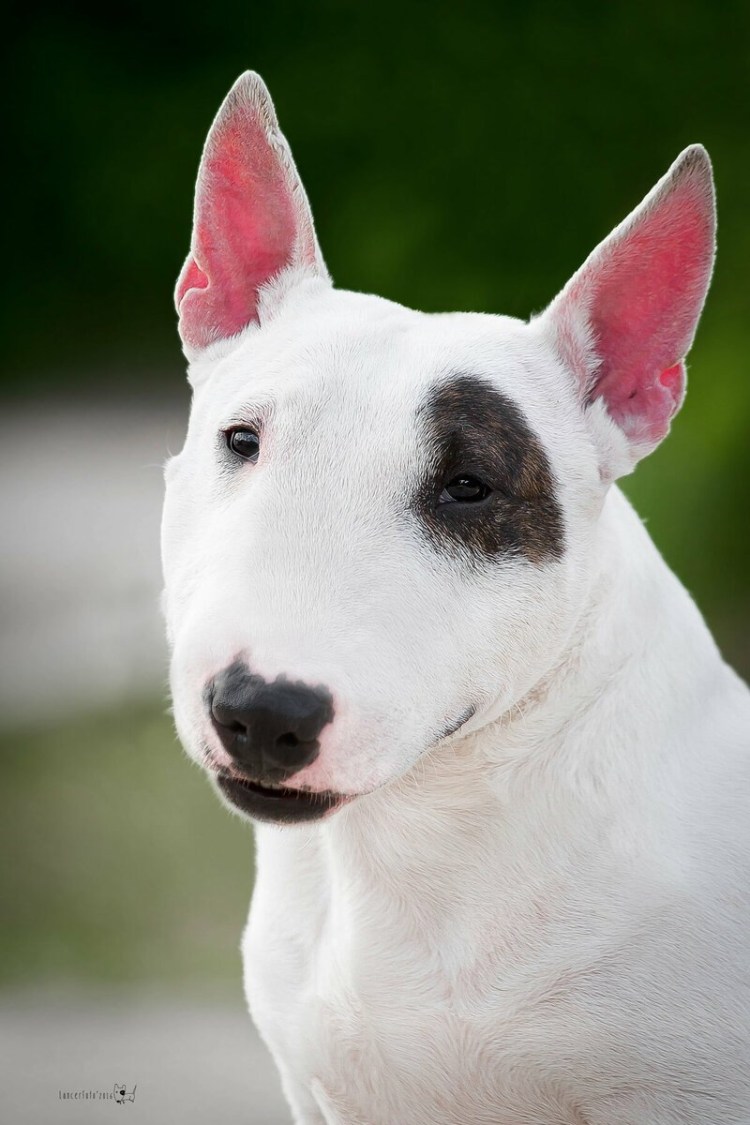 Мини бультерьер