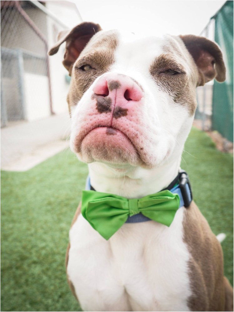 Ирландский питбуль