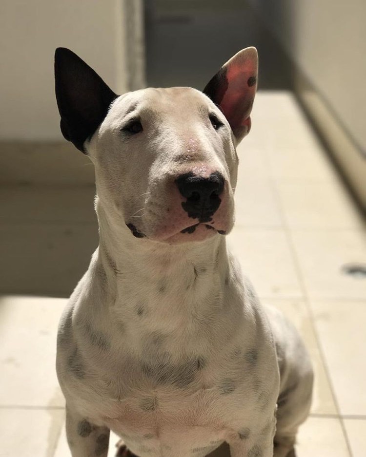 Собака с большой мордой