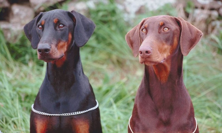 Доберман Владека Рошины