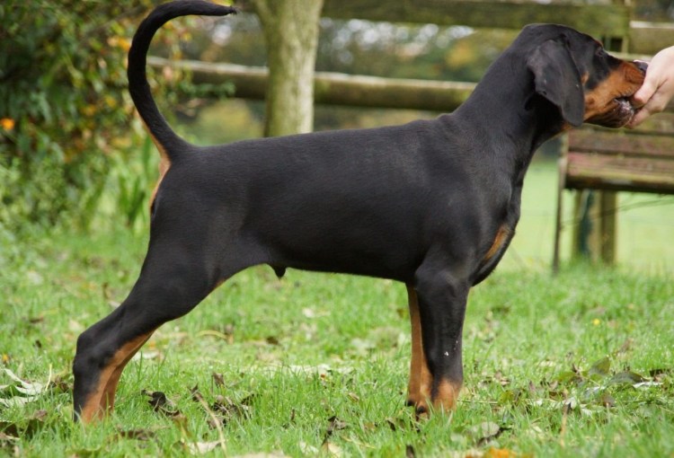 Доберман некупированный