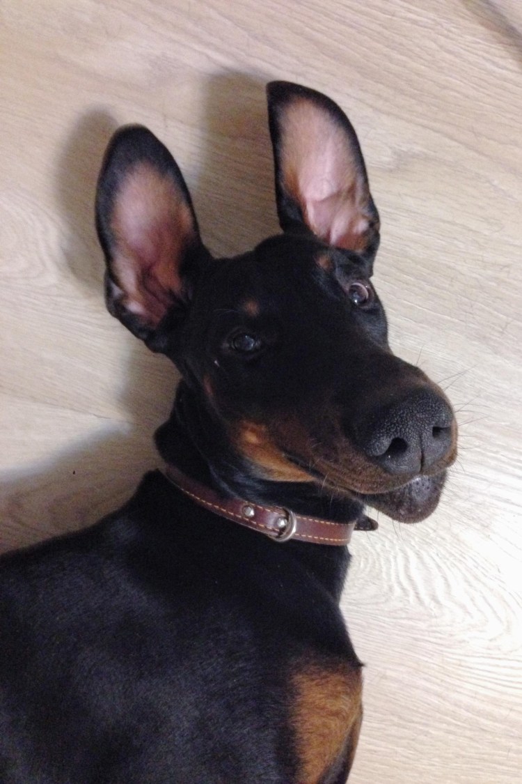 Доберман не купированый пинчер