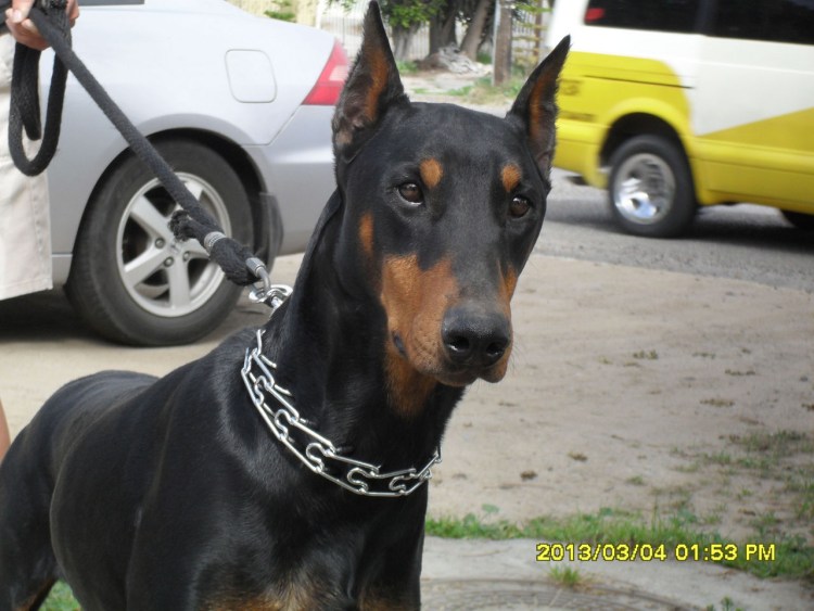 Доберман уши купируют