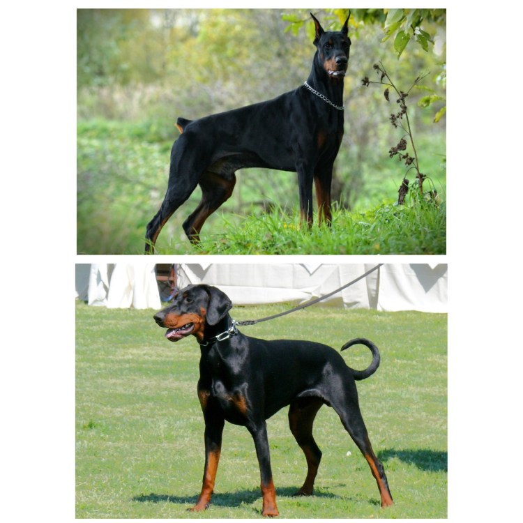 Американский Доберман пинчер