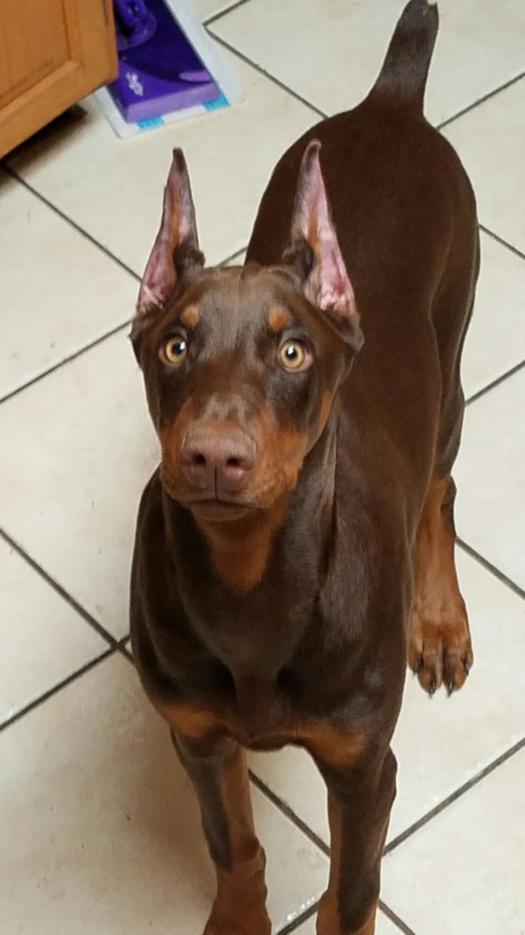 Ушастый Доберман