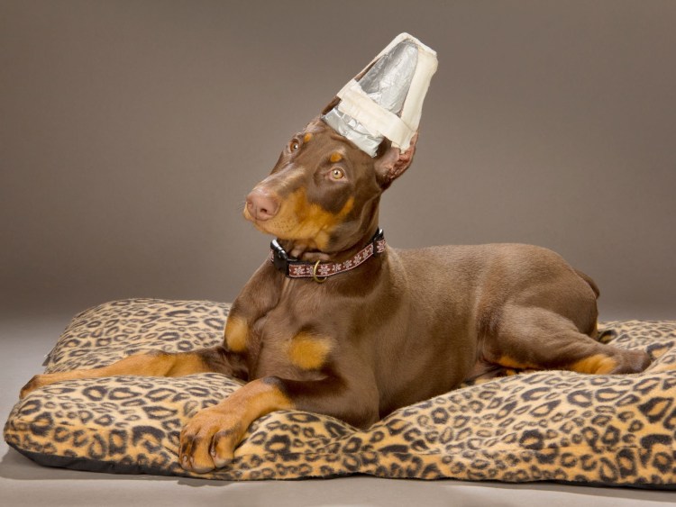 Королевский Доберман