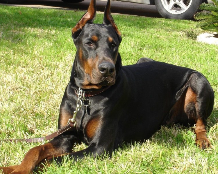 Собака Доберман некупированный
