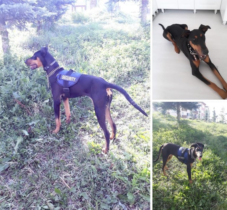 Доберман некупированный сравнение