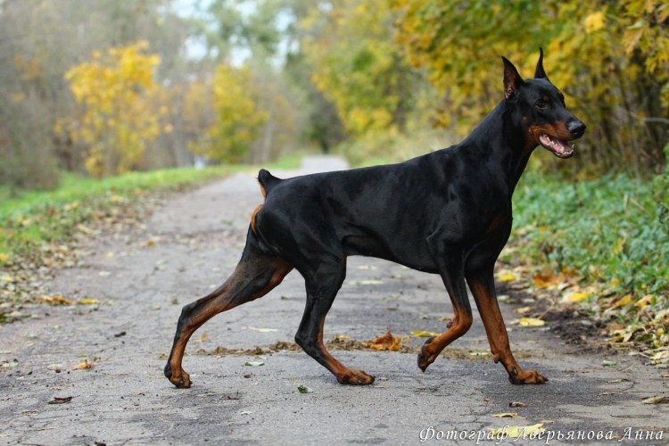 Собака Свен пинчер с обрезанным хвостом и ушами