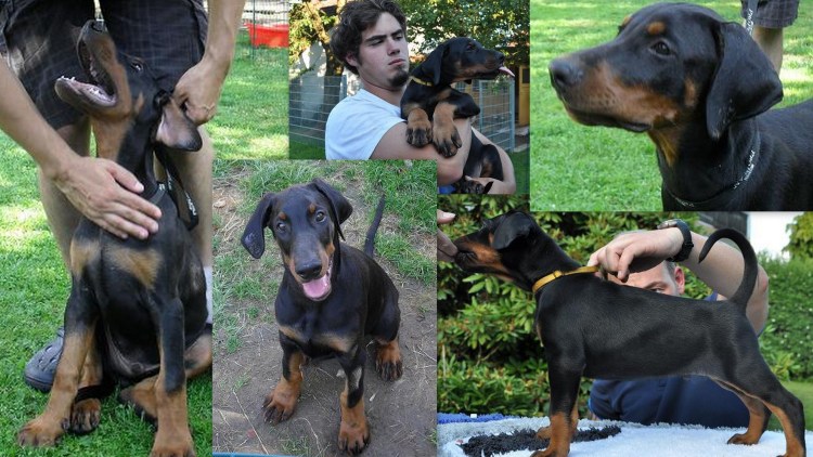 Доберман некупированный