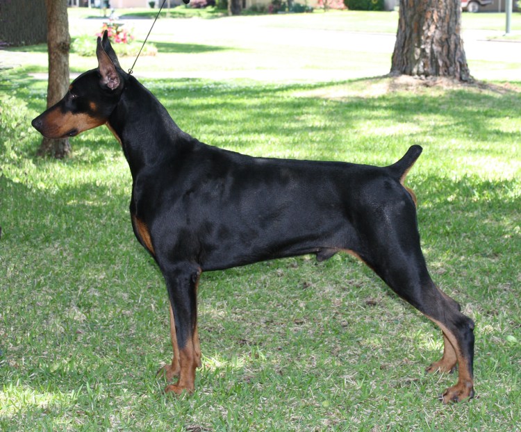 Доберман некупированный