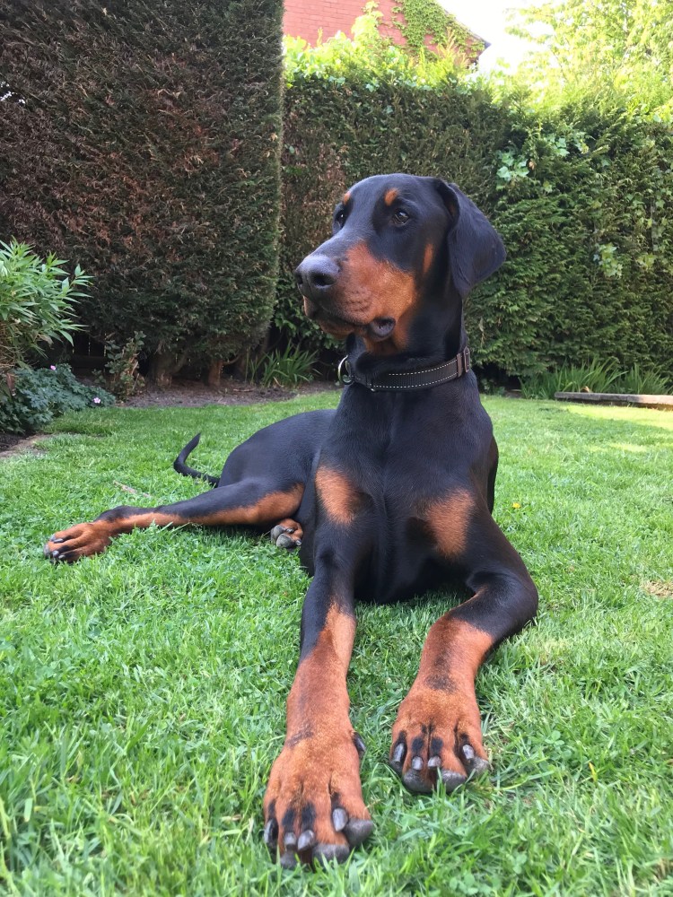 Не окупированый Доберман