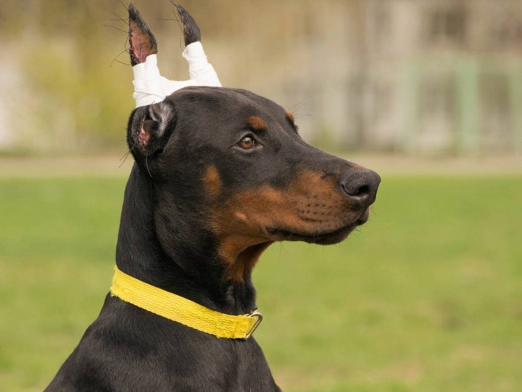 Доберман коричневый некупированный