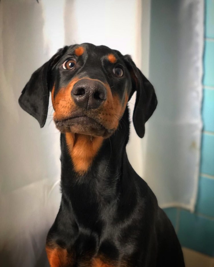 Такса с купированными ушами