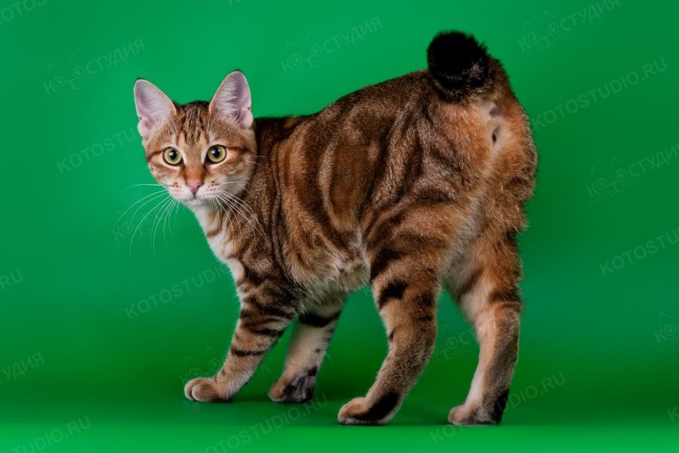 Курильский бобтейл кошка гладкошерстная