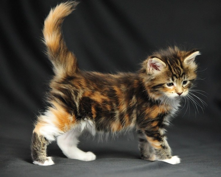 Бенгальская кошка