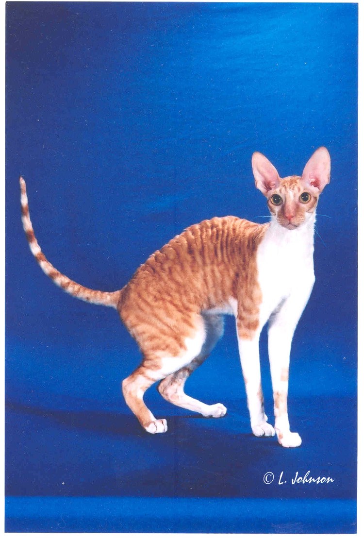 Корниш рекс табби