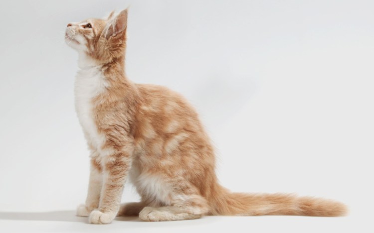 Корниш рекс черепаха