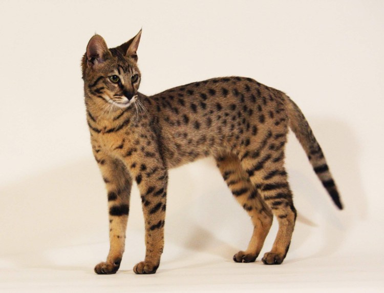 Кошка Мейн кун Калико