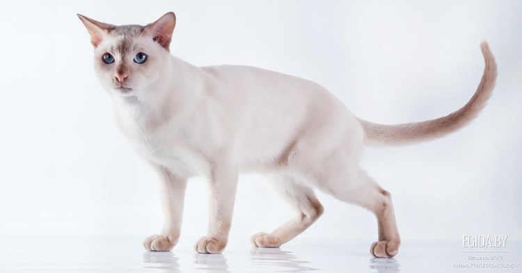 Кошка с вытянутыми лапами