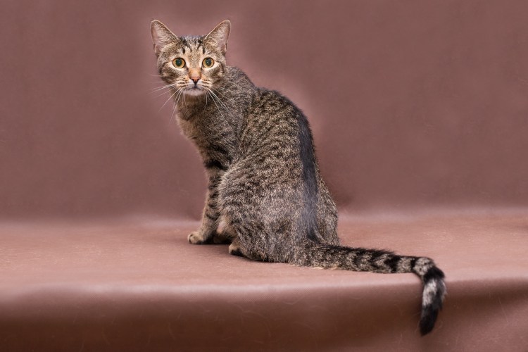 Серенгети (порода кошек)