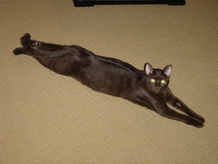 Абиссинская кошка