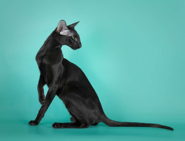 Цейлонская порода кошек