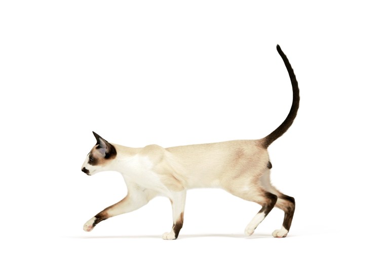 Порода кошек редемаффин