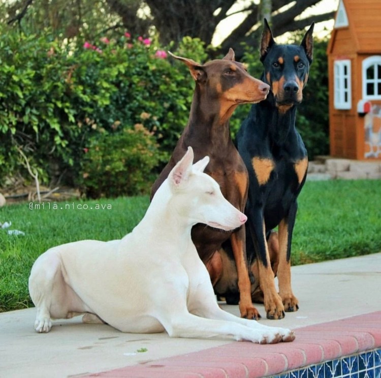 Мраморный Доберман