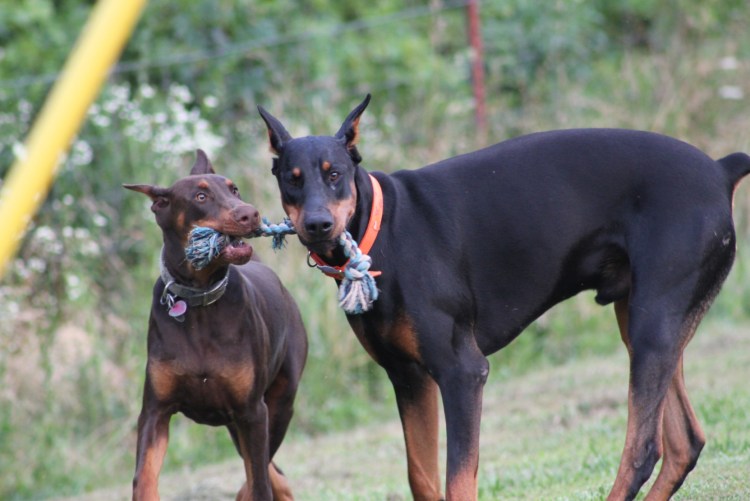 Коричневый подпалый окрас Доберман
