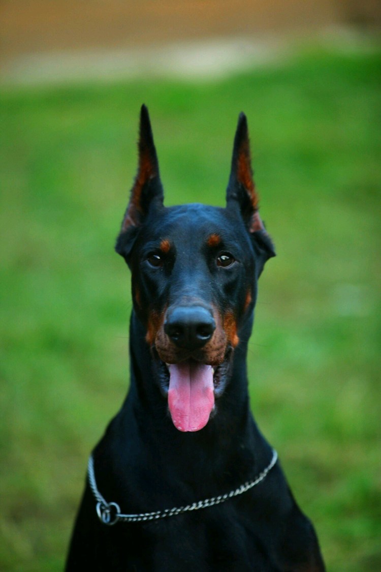 Доберман Прайд оф раша Сидор