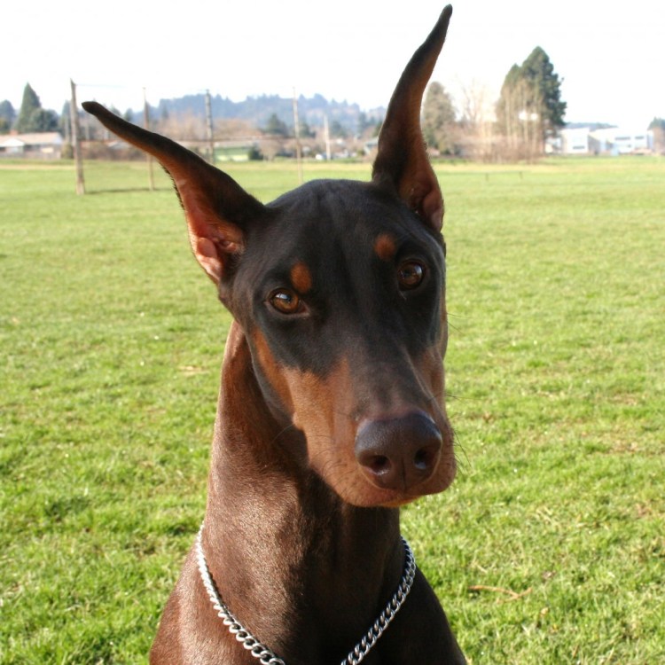 Голубой Доберман некупированный