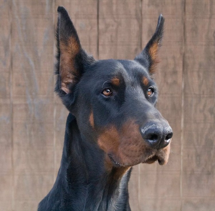 Изабелловый Доберман