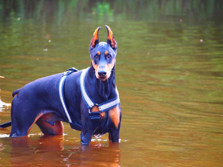 Щенок добермана голубоглазый