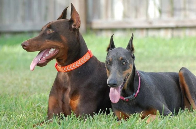 Chocolate Doberman Pincher