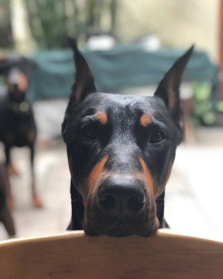 Доберман-пинчер альбинос