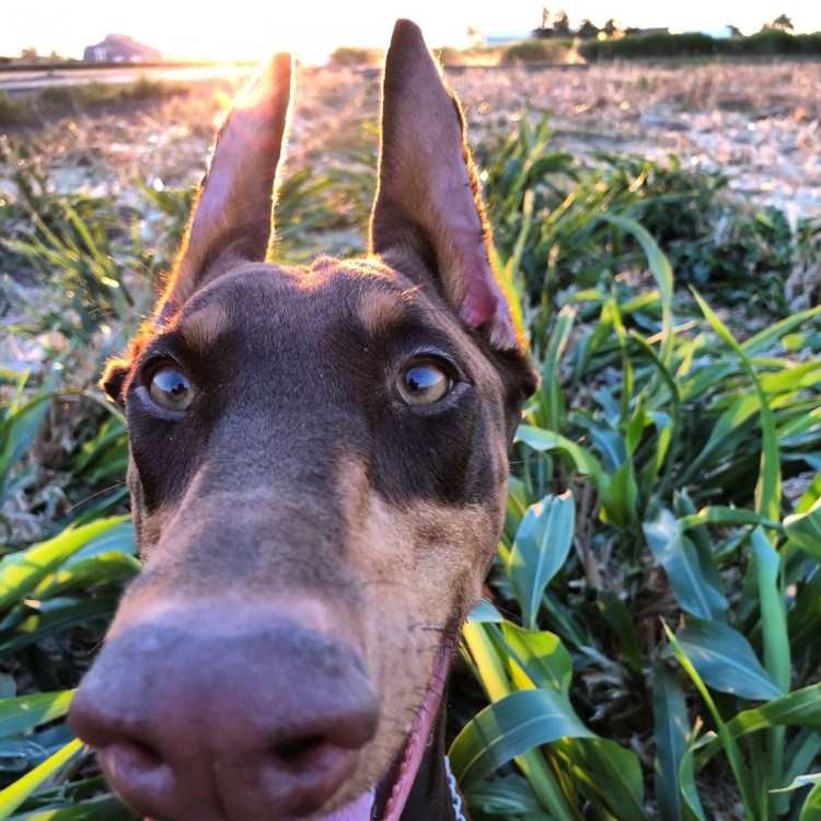 Доберман владыка рашины